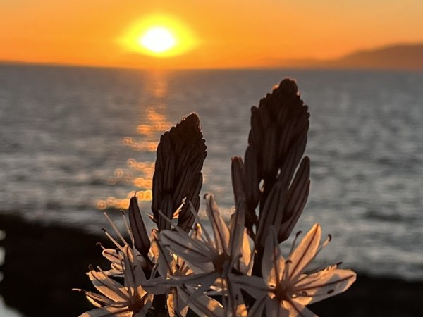 Salud mental y educación infantil: “cultivar desde la&nbsp;raíz”