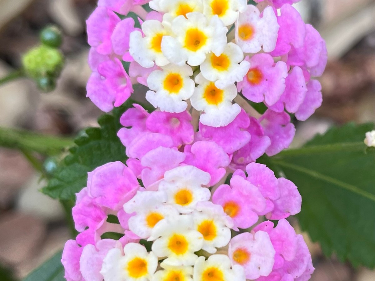 Salud mental e integración social: el valor de sentirse&nbsp;parte