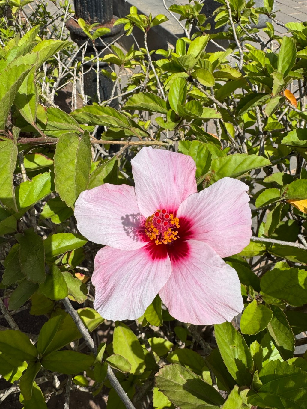 Microbiota, atención, memoria y pensamiento: ¿qué tiene que ver nuestro intestino con nuestra&nbsp;mente?