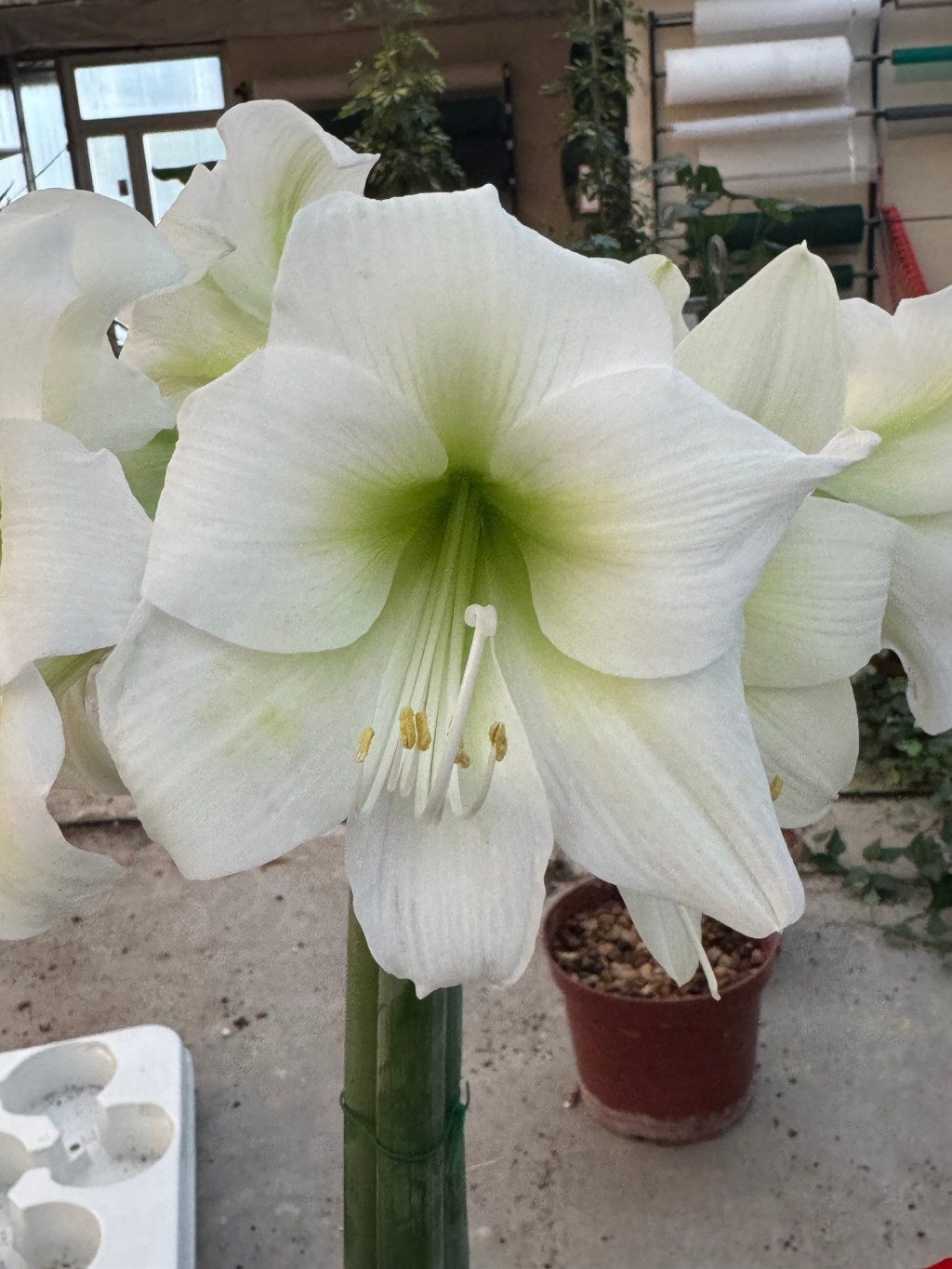 No es solo ansiedad: vivir en modo&nbsp;supervivencia