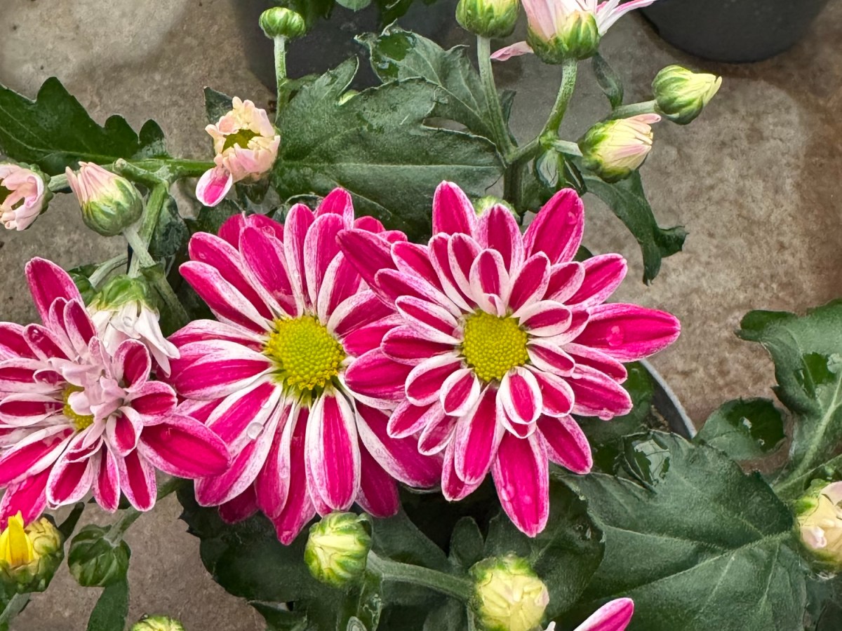 Acompañar sin salvar: el equilibrio emocional en la intervención&nbsp;social