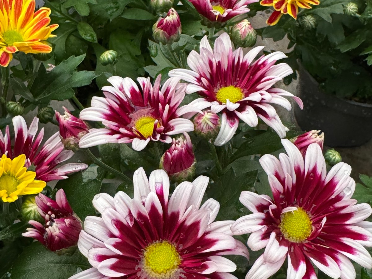 No basta con intervenir: la importancia del vínculo en Integración&nbsp;Social