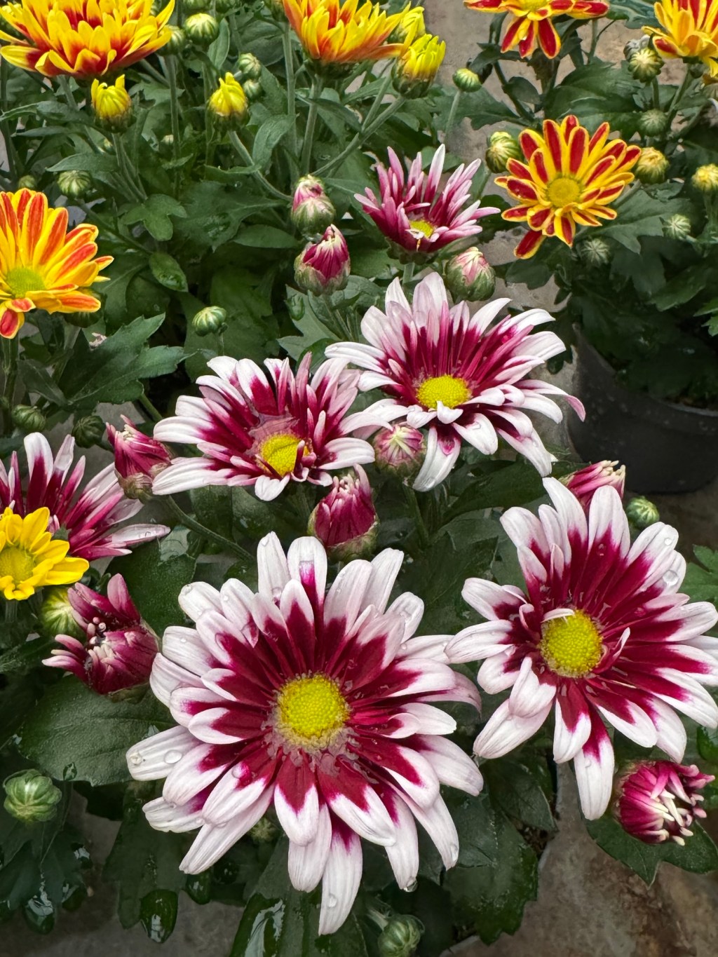 No basta con intervenir: la importancia del vínculo en Integración&nbsp;Social